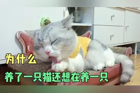 为什么养一只猫后 还想再养一只 看了视频你就知道了