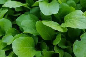 不管育什么菜苗，只需一技巧？出苗快长得齐，赶紧学学视频封面