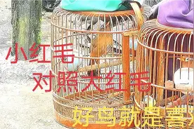 内行高手看看大红毛画眉表现吧，觉得有潜力呢，好鸟就是不一样