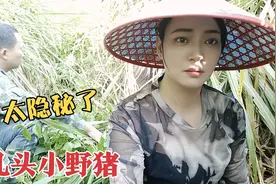 猪价上涨！野猪配种的母猪又偷偷带回一窝小野猪！这下发财了视频封面
