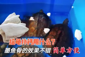 养龟用什么东西给龟补钙好？鱼哥认为墨鱼骨很好，方便简单