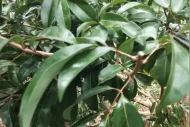 荔枝这样剪，来年挂果大串又大个视频封面