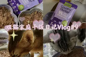 小猫咪突然瘸腿怎么办|双猫家庭干饭日记Vlog9视频封面