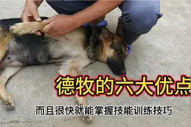 养德牧的这几大好处 很值得农村人放羊使用 看完您也想养一只视频封面