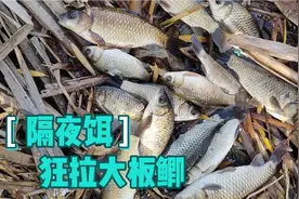 隔夜饵料钓鱼，大板鲫争先恐后来吃钩，好久没有这么过瘾了视频封面