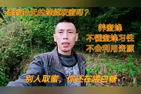 诱到的蜜蜂10天能取蜜吗？懂蜂习性会利用资源，10天取蜜很简单