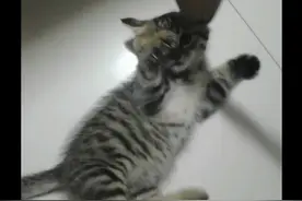想养一只猫视频封面