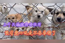 自驾游西藏、路过流浪狗收容所、里面上千只狗只能在这里度过一生视频封面