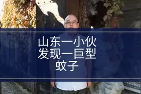 山东一小伙，发现一只巨型蚊子！