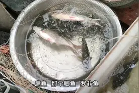 东莞市最大的渔民集散地，各类江鱼河鱼3元一斤，比青菜还便宜！视频封面