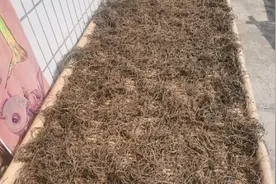 兵哥家的垂盆草是这样晒干的，等几天就可以泡茶喝了视频封面
