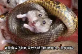 老鼠精，居然成了蛇的天敌视频封面