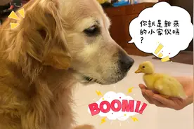 主人花2000给大金毛买了一只小宠物！毛孩子被柯尔鸭宝宝萌翻了！