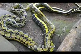 你知道蛇是怎么繁殖的吗？