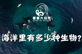 海洋中到底有多少种生物呢？视频封面