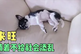 长沙暴雨，狗子太可爱，变着花样给主人要大鸡腿吃，主人回答太暖视频封面