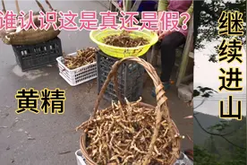 浙江余姚金冠最后一个村遇到卖山货的，黄精不知道真假怎么辨别视频封面
