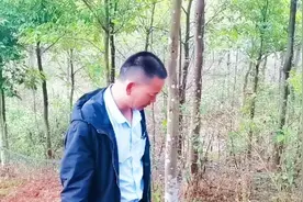 种了10年的沉香树有40亩左右，连地和树大家认为价值多少钱。视频封面