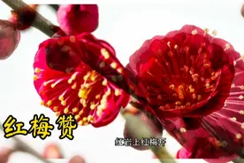 严刑拷打算不了什么，竹签子是竹子做的，而共产党员的意志是刚。视频封面