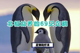北极放养的69只企鹅真的灭绝了吗？企鹅和鸭子到底谁游的更快呢？