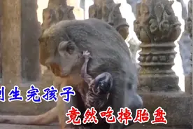 猴妈妈刚生完小猴子，不仅用舌头清理屁股，竟然吃掉胎盘视频封面