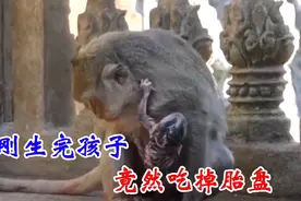 猴妈妈刚生完小猴子，不仅用舌头清理屁股，竟然吃掉胎盘视频封面
