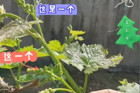 要想葡萄大而甜，管理很重要，谈谈花穗的管理视频封面