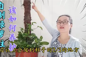 3周过后自己不花钱打造价值180元的绿萝柱，看绿萝叶片有没有变大视频封面