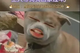 主人带狗狗回家过年视频封面