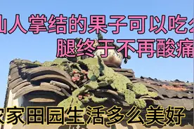 抗癌小惠今天终于腿不酸痛了可以走走.仙人掌结的果子可以吃吗视频封面