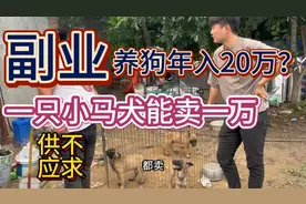 大哥是工地包工头，因为喜欢养马犬，没想到每年多增加20万的收入视频封面
