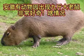 安徽有动物园出现九斤重大老鼠，非常好奇！啥情况呢