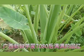 广西芋蒙吃过的都赞不绝口，纯天然绿色食品，简单一炒清脆不痒嘴