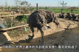 河南周口:世界上最大的鸟到底有多傻？看完你就知道了。视频封面