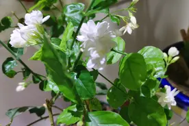 室内养茉莉花，切记“两狠一勤”，花大香味浓，新手也能养爆棚视频封面