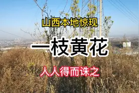 山西本地惊现一枝黄花，妖艳的背后是灾难，人人得而诛之视频封面