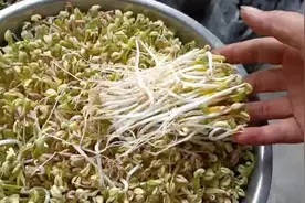 一个方法让你的绿豆芽梗粗无须根，一看就会，夏天让你清凉又解暑视频封面