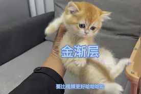 英短猫金渐层11色和12色如何区分？视频封面