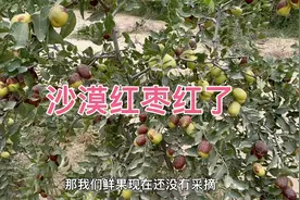 塔克拉玛干沙漠变绿洲：万亩枣园枣红了