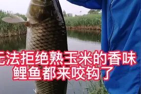第18期，突然凉快了，鱼儿无法拒绝熟玉米的香味，鲤鱼都来咬钩。视频封面