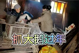 过年了把大鹅接回家，路上出了点状况三嫂却浑然不知，还好好人多视频封面