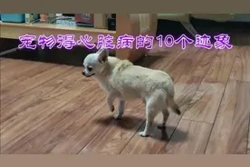实例宠物心脏病解析:十个症状迹象表现宠主得注意视频封面
