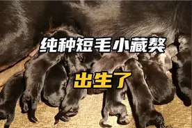 一窝短毛纯种小藏獒出生了  被毛乌黑发亮让人一看爱不释手视频封面