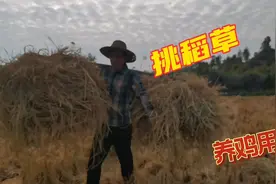 农家鸡都是这样养的！秋收后稻田有遗漏的稻谷，用稻草做鸡窝