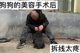 加纳利犬修耳手术，为了美观，付出的代价太大了，看着都疼