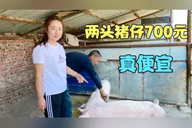 黑龙江猪价跌破成本，两头30斤小猪700元，十个月出栏，划算吗？视频封面