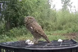 放生了十多天的小猫头鹰，今天组团回来了！视频封面