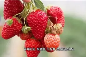 周公解梦大全视频封面