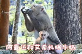 阿曼达和大猴艾希礼一起喝牛奶，然后跟着猴群一起回庙里，太逗了视频封面