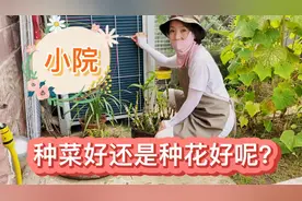 小院种菜好还是种花好呢？视频封面